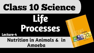 Nutrition in animals amp in Amoeba  Pseudopodia  Life processes  Science  Class 10  L4 [upl. by Clintock]