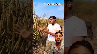 😴Shilajit bnane wala ek anokha ped vlog agriculture motivation experiment farming crazyxyz [upl. by Rollet362]