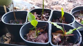 How I Propagated Bay Laurel By Cuttings [upl. by Attesor]