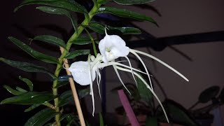 Angraecum germinyanum цветение и уход [upl. by Ahseal]