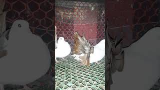 ফ্যান্টেল কবুতর অনেক সুন্দর shortvideo pigeon reels [upl. by Zeuqram]