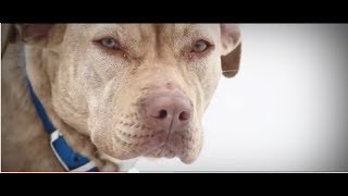 A Look Back 100 Dogs Rescued from Freezing Blizzard by ASPCA [upl. by Hafler]