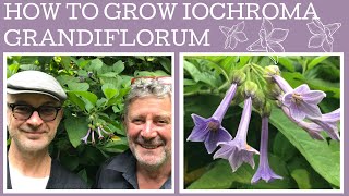 How to grow Iochroma grandiflorum A fabulous rare South American shrub thats very tough [upl. by Nnep]