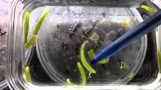 How to make Drosera leaf cuttings propagating Sundews [upl. by Enriqueta]