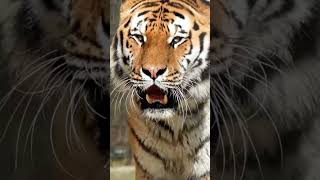 Bigcats 🙀wildlife tiger🤴 growlingtiger roar soundshortsshortvideos💯 [upl. by Odrick]