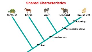 Cladistics Part 1 Constructing Cladograms [upl. by Lambard]