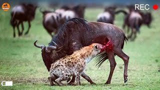 Hyena Rip A wildebeest Belly And Eats Its Guts [upl. by Senecal]