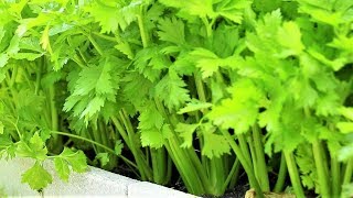 How to transplant and care celery one of the best vegetable to grow [upl. by Amandy]