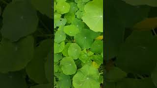 La Capucine plante comestible incroyable  Nasturtium incredible edible plant [upl. by Lowney]