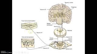 Anatomical basis of pleural referred pain [upl. by Lawlor]