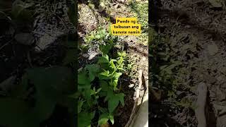 talbos kamoteshortvideo garden gardening [upl. by Mathew]