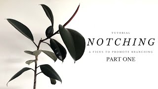 How To Promote Branching  Side Shoots In Ficus Elastica  Tutorial [upl. by Dihahs108]