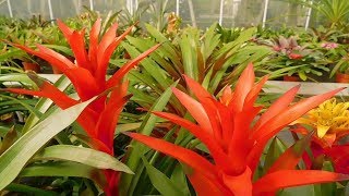 BEAUTIFUL Bromeliads Worlds Most Spectacular Plants episode 10 of 14 [upl. by Jung]