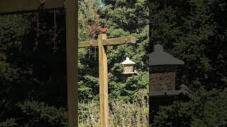 Northern Cardinal [upl. by Harwilll]