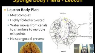 Phylum Porifera Notes [upl. by Bathulda]