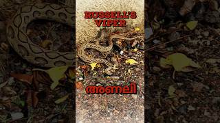 മഴയത്തൊരു അണലി പിടിത്തം🐍 Rescuing a dangerous Russells Viper sarpa urbanwildlife snakerescue [upl. by Philippine]