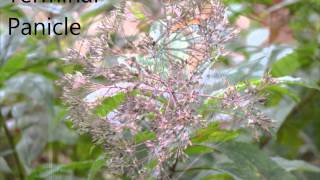 Eupatorium purpureum  JoePye Weed [upl. by Eimmak617]