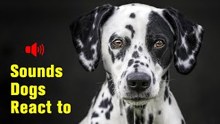 5 Sounds Dogs React to  Play to your dog [upl. by Kenzi]