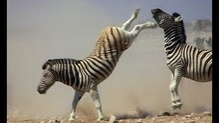 Zebra stallions fight for supremacy over a harem [upl. by Bryan134]