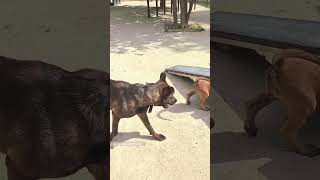 Playing with a Stick malinois puppy belgianmalinois bergerbelge belgianshepherd dogs shorts [upl. by Aramoix]