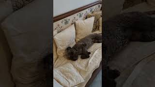 Lagotto Romagnolo è lunica razza al mondo specializzata nella cerca del tartufo trufflehunting [upl. by Eannyl]