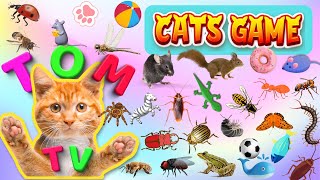 Cat Game Tom TV  Ultimate Cat TV Compilation Vol 16  8 HOUR  GAME FOR CATS TO WATCH 🐝🐞🦋🦎🦜🐜🐭🧵😺 [upl. by Ardnuhsal]