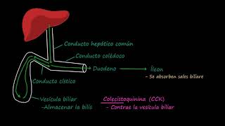 Árbol biliar  Fisiología del sistema gastrointestinal  Khan Academy en Español [upl. by Suoirred]