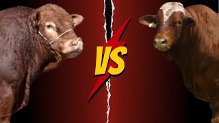 Limousin Versus Beefmaster [upl. by Yv]