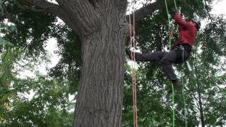 Indiana Arborist Tree Climbing Competition at Purdue University [upl. by Ahsenyt]