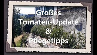 Großes Tomaten Update amp Pflegetipps [upl. by Nhepets848]