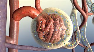 How Your Kidneys Work [upl. by Peih480]