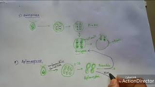 Algae Reproduction of Chlamydomonas sp [upl. by Urbai116]