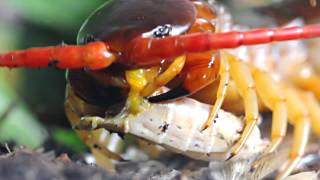 Feeding a Scolopendra dehaani [upl. by Booth752]