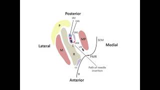 Trigeminal Nerve Part 3 Mandibular Branch V3 [upl. by Oiramd272]