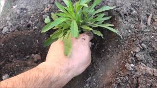 How To PROPERLY Pull Weeds From Your Yard [upl. by Simetra]