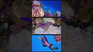 Sharm elSheikh 2024 Part 4 underwater underwaterworld nature sharmelsheikh sharksbay [upl. by Eceerehs329]