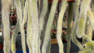 MONKEY TAILS CACTUS HAIRY FOR SALE  CALLTEXT 669 285 9125 FOR QUESTIONS [upl. by Brighton]