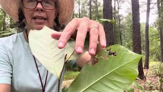 Asimina parviflora smallflowered pawpaw [upl. by Busby932]