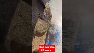 Haylage making youtubeshorts agriculture machine diy farming automation shorts [upl. by Spieler]