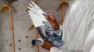 Pigeon sound playing Breeding pigeon cage 2022 pigeon videos [upl. by Ardnos]