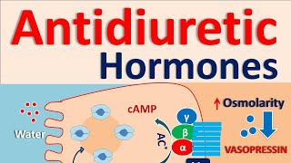 Antidiuretic hormones [upl. by Takken529]