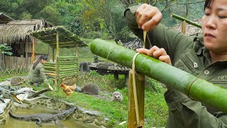 Build a Hedgehog cage Taming Wild Hedgehogs New Plan  Living off Grid [upl. by Enimzaj686]