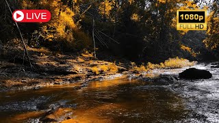 Autumn Forest  River Sounds  Relaxing Nature Video  White Water  HD  1080p [upl. by Benioff]