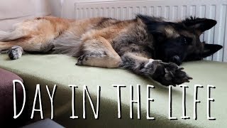 A DAY IN THE LIFE OF A DOG  Belgian Shepherd Tervuren [upl. by Tung]