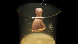 Vaporizing chicken in acid [upl. by Collin486]