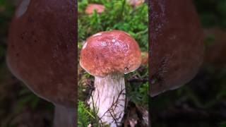 Magnifique Cèpe 😍 champignons cèpes mushroom [upl. by Reddin]