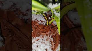 Windmill Palms in the snow palms palmtree winter [upl. by Cavanagh569]