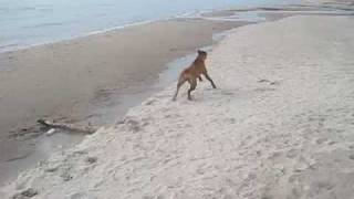 Rhodesian Ridgeback runs like crazy [upl. by Anna-Maria]