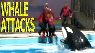 KILLER WHALE ATTACKS HELPLESS PERFORMER AT WATER PARK [upl. by Ardnnaed]