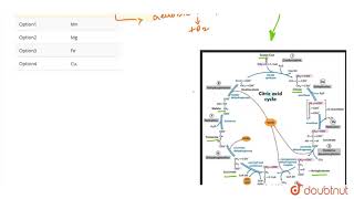 Mineral activator of enzyme aconitase is [upl. by Nrol300]